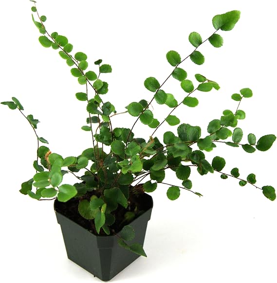 Pellaea rotundifolia 'Button Fern'