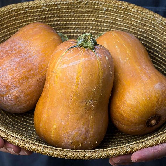 Eden Brothers Squash (Winter) Seeds - Honeynut, Packet
