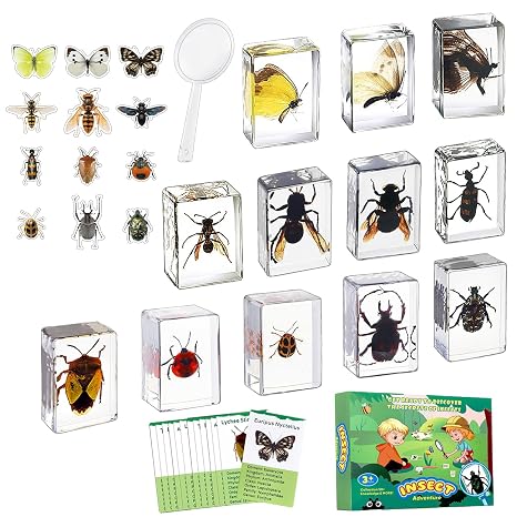 12 PCS Real Insect Resin Specimen, Science Education Bug Collection