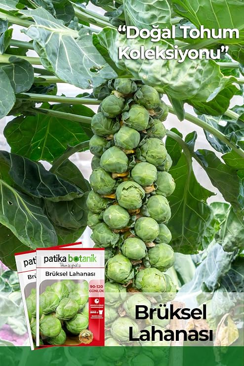 150 Local Ancestors Brussels Cabbage Seeds