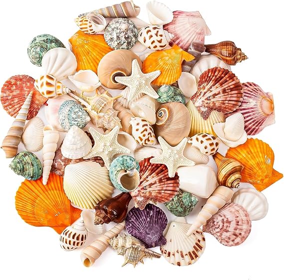 15 Kinds Natural Sea Shell Mixed Ocean Shells Set