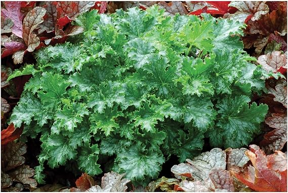 Perennial Gears 1 x Heuchera Hybrid 'Apple Crisp' Crimson Bell Hardy