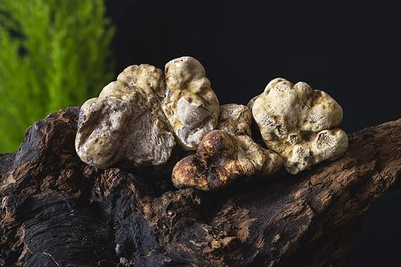 EXTREMELY FRESH WHITE & BLACK TRUFFLE, SPECIAL SHIPPING TO THE USA DIRECTLY FROM THE FOREST OF ALBA, ITALY, NO INVOLVEMENT OF THIRD PARTIES, UP TO 80% MORE OF LIFETIME TO YOUR TRUFFLES(White, 4 Ounce)