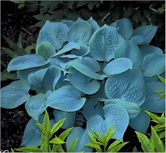 Perennial aisles 1 x Hosta plantaginea 'Fragrant Blue' hardy