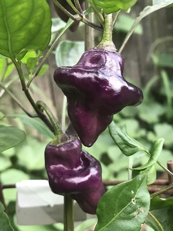 Purple UFO Pepper Premium Seeds for Planting Packet