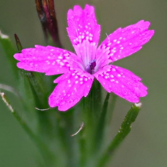 Deptford Pink Seeds (Dianthus armeria) Packet of 50 Seeds | Also called Grass Pink; annual/perennial garden plant grown for ornamental or specialty garden use.